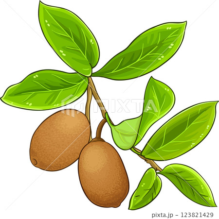 Cupuacu Branch with Fruits and Leaves Colored Detailed Illustration. Organic natural nutritional healthy food ingredient, vegetarian diet product.  123821429