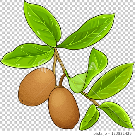 Cupuacu Branch with Fruits and Leaves Colored Detailed Illustration. Organic natural nutritional healthy food ingredient, vegetarian diet product.  123821429