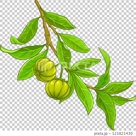 Garcinia Branch with Fruits and Leaves Colored Detailed Illustration. Organic natural nutritional healthy food ingredient, vegetarian diet product. Garcinia Branch with Fruits and Leaves Colored Detailed Illustration. Organic natural nutritional healthy food ingredient, vegetarian diet product. 123821430