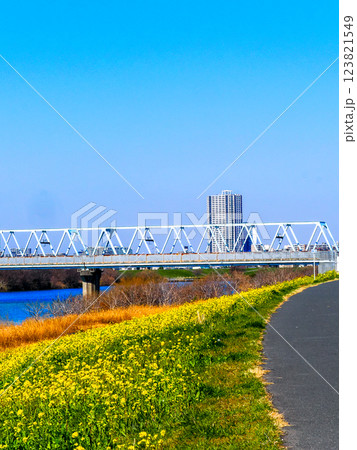 春の市川国府台江戸川堤の菜の花の有る風景 123821549
