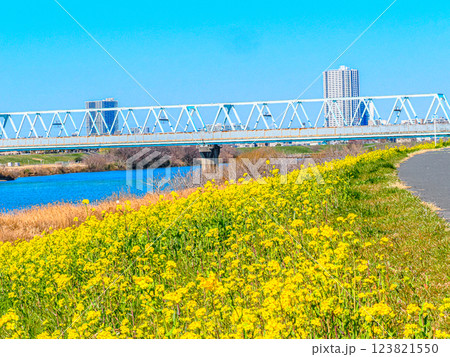 春の市川国府台江戸川堤の菜の花の有る風景 123821550
