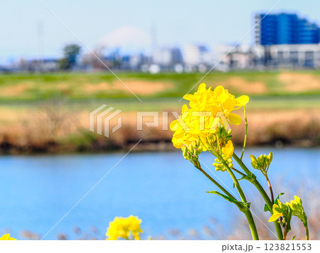 春の市川国府台江戸川堤の菜の花の有る風景 123821553