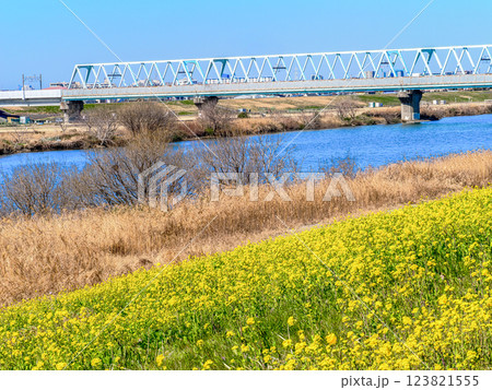 春の市川国府台江戸川堤の菜の花の有る風景 春の市川国府台江戸川堤の菜の花の有る風景 123821555
