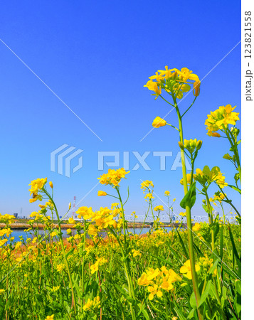 春の市川国府台江戸川堤の菜の花の有る風景 春の市川国府台江戸川堤の菜の花の有る風景 123821558
