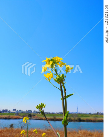 春の市川国府台江戸川堤の菜の花の有る風景 123821559