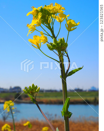 春の市川国府台江戸川堤の菜の花の有る風景 春の市川国府台江戸川堤の菜の花の有る風景 123821565