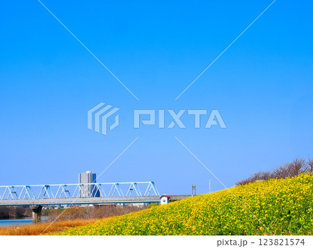 春の市川国府台江戸川堤の菜の花の有る風景 春の市川国府台江戸川堤の菜の花の有る風景 123821574