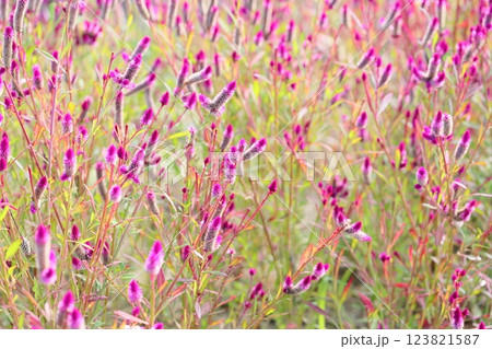 群生 可愛い ノゲイトウの花 群生 可愛い ノゲイトウの花 123821587