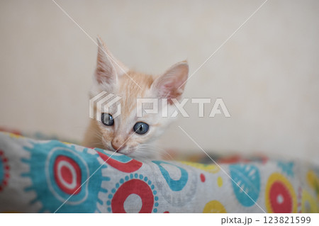 覗く子猫 覗く子猫 123821599