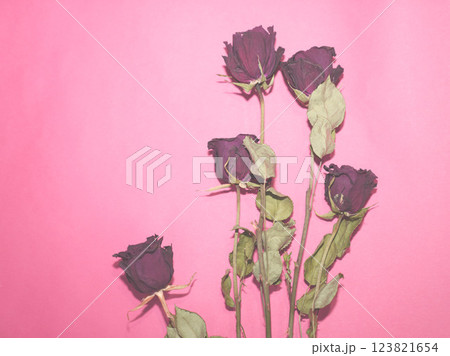 Dried roses isolated on pink background. Dried roses isolated on pink background. 123821654