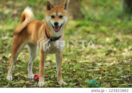 ほっそり柴犬 123821662