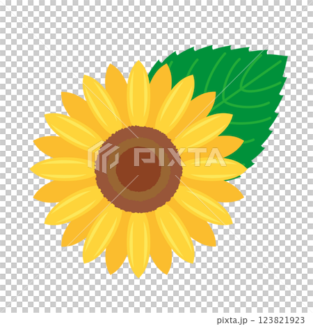 向日葵和葉子的插圖 向日葵和葉子的插圖 123821923