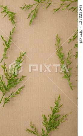 Spring frame of soft green branches on fabric. Soft matte pastel color. Earth Day, ecology Spring frame of soft green branches on fabric. Soft matte pastel color. Earth Day, ecology 123822045