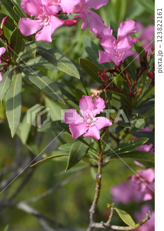 Common oleander Common oleander 123822161