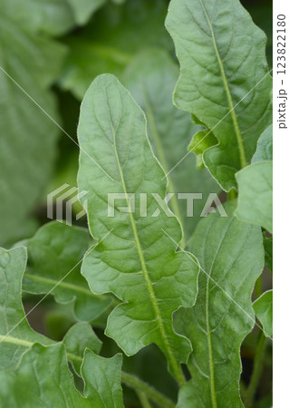 Gerbera daisy Garvinea Sweet Memories Gerbera daisy Garvinea Sweet Memories 123822180