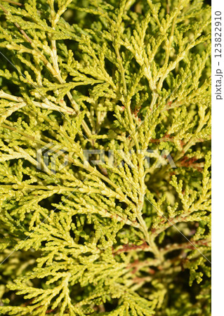 Hinoki cypress Teddy Bear Hinoki cypress Teddy Bear 123822910