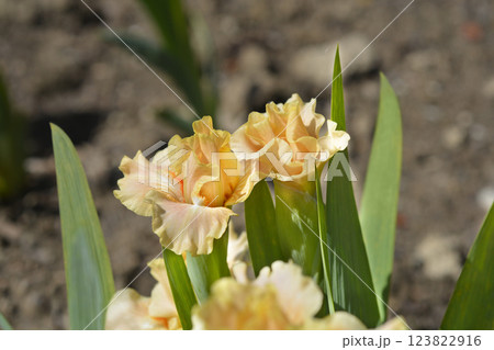 Standard Dwarf Bearded Iris Ballet Lesson Standard Dwarf Bearded Iris Ballet Lesson 123822916
