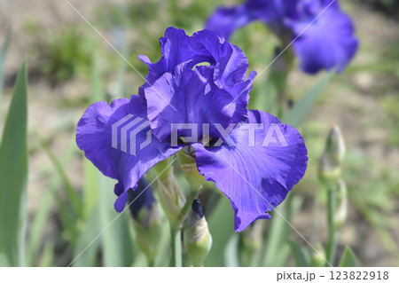 Tall bearded iris Royal Regency Tall bearded iris Royal Regency 123822918
