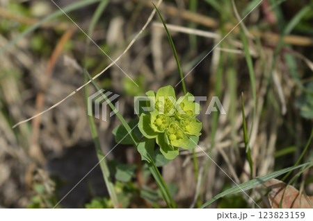Sun spurge Sun spurge 123823159
