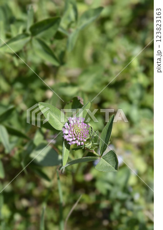 Red clover Red clover 123823163