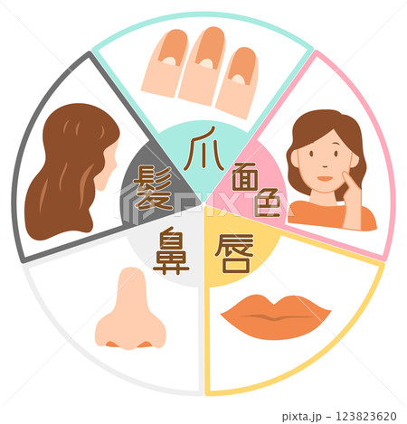 東洋医学の五行と爪・顔色・唇・鼻・髪の関係を表したイラスト 123823620