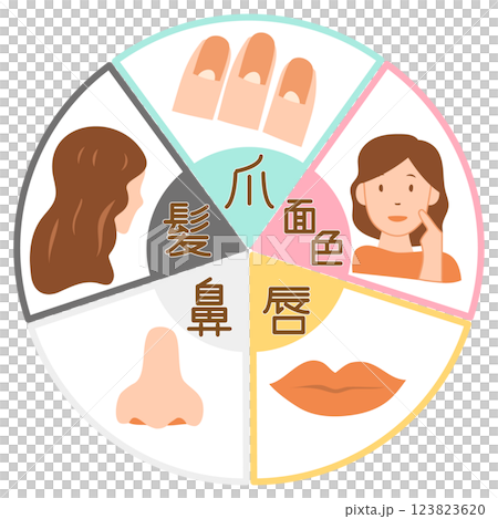 東洋医学の五行と爪・顔色・唇・鼻・髪の関係を表したイラスト 123823620