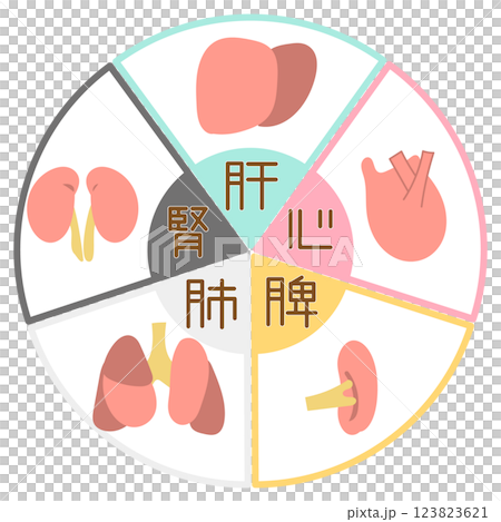 東洋医学・五行の臓器と色の図解イラスト 123823621