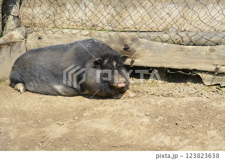 Pot-bellied pig 123823638