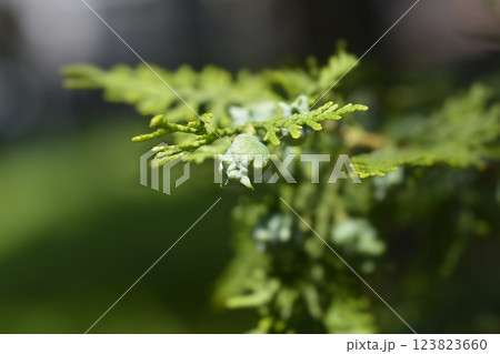 Golden oriental thuja 123823660