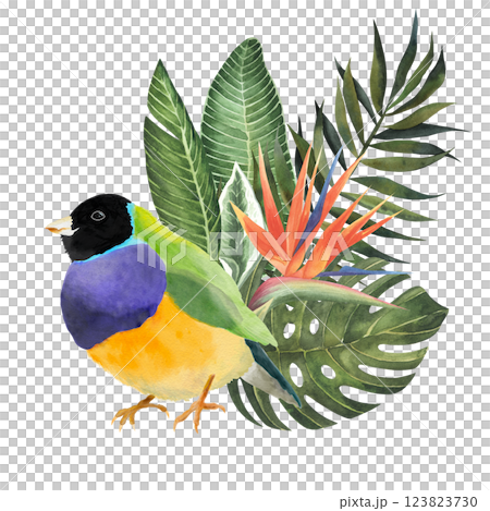Watercolor Bird Gouldian Finch with leaves and strelitzia flower Hand Drawn illustration isolated on white background. tropical image for book. web, stickers, etc 123823730