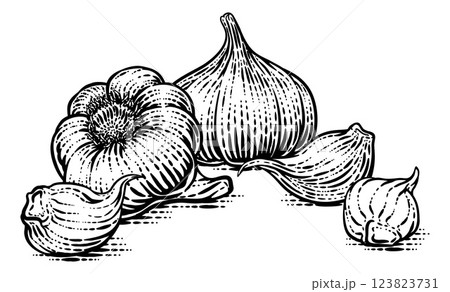 Garlic Vegetable Vintage Woodcut Illustration Garlic Vegetable Vintage Woodcut Illustration 123823731
