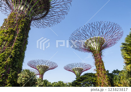 Low-angle view of the Supertree Grove at Gardens by the Bay in Singapore, there is an exhilarating light and musical show at night. 123823817