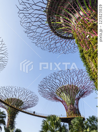 Low-angle view of the Supertree Grove at Gardens by the Bay in Singapore, there is an exhilarating light and musical show at night. 123823819