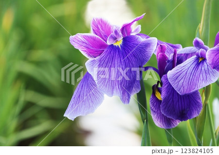 ハナショウブ ハナショウブ 123824105