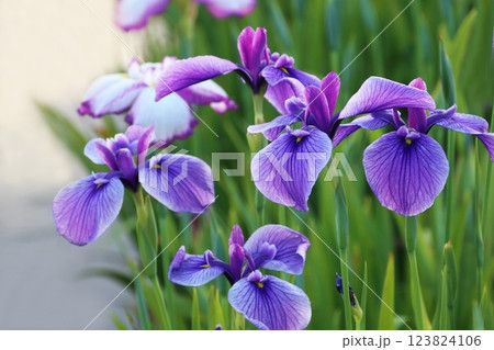 ハナショウブ ハナショウブ 123824106