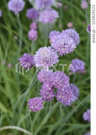 Chives flower 123824222
