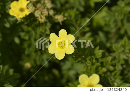 Shrubby Cinquefoil Shrubby Cinquefoil 123824240