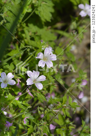Cranesbill Rose Clair Cranesbill Rose Clair 123824241