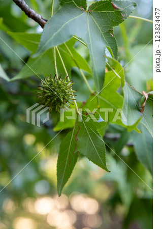 Green leafy branches of a tree show a developing seed pod in Bucharest, Romania during the warm summer months 123824477