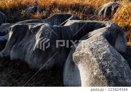 冬の平尾台(北九州市小倉南区) 冬の平尾台(北九州市小倉南区) 123824584