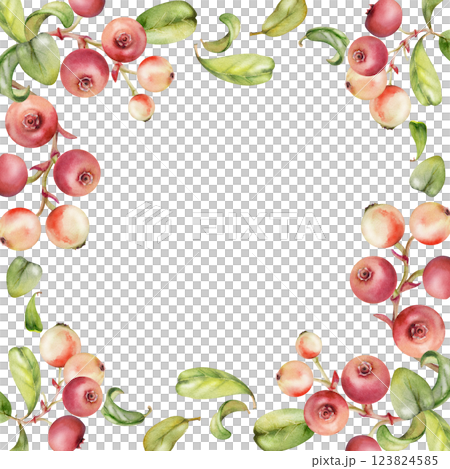 Lingonberry cranberry on branch, green leaves, ripe swamp berry wintergreen bearberry teaberry cluster group, hand drawn in watercolor. Isolated border corner square frame. Farmers market, cafe menu 123824585