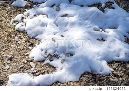 雪 ゆき 雪景色 積雪 冬素材 【神奈川県】 雪 ゆき 雪景色 積雪 冬素材 【神奈川県】 123824951
