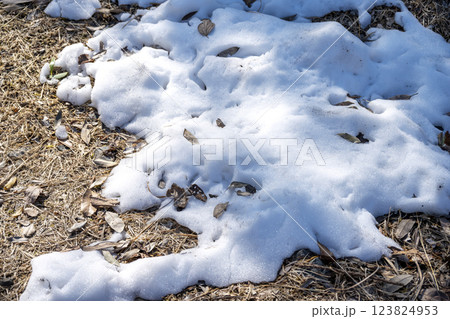 雪 ゆき 雪景色 積雪 冬素材 【神奈川県】 雪 ゆき 雪景色 積雪 冬素材 【神奈川県】 123824953