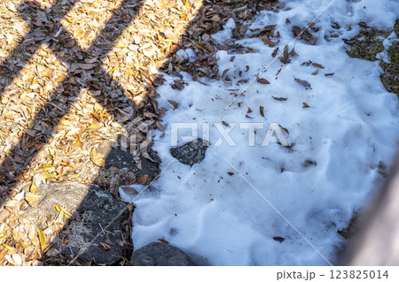 雪 ゆき 雪景色 積雪 冬素材 【神奈川県】 123825014