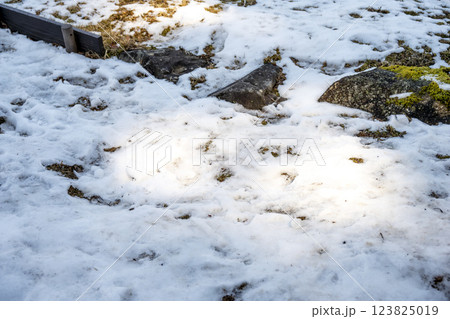 雪 ゆき 雪景色 積雪 冬素材 【神奈川県】 123825019