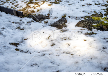 雪 ゆき 雪景色 積雪 冬素材 【神奈川県】 123825020