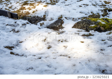 雪 ゆき 雪景色 積雪 冬素材 【神奈川県】 雪 ゆき 雪景色 積雪 冬素材 【神奈川県】 123825021