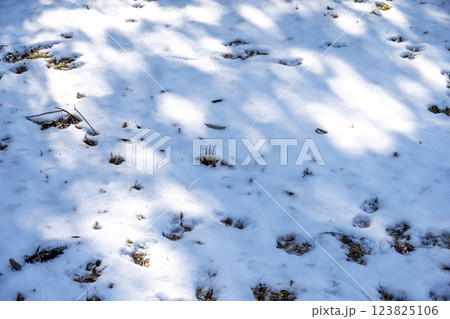 雪 ゆき 雪景色 積雪 冬素材 【神奈川県】 123825106