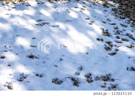 雪 ゆき 雪景色 積雪 冬素材 【神奈川県】 雪 ゆき 雪景色 積雪 冬素材 【神奈川県】 123825110