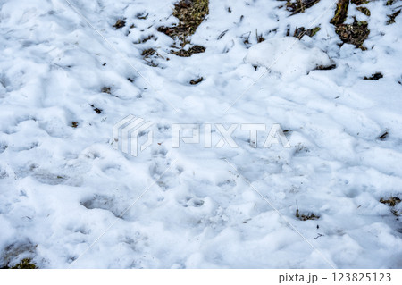 雪 ゆき 雪景色 積雪 冬素材 【神奈川県】 123825123